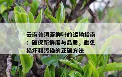 云南普洱茶鲜叶的运输指南：确保新鲜度与品质，避免损坏和污染的正确方法