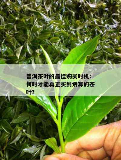 普洱茶叶的更佳购买时机：何时才能真正买到划算的茶叶？