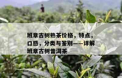 班章古树熟茶价格，特点，口感，分类与鉴别——详解班章古树普洱茶