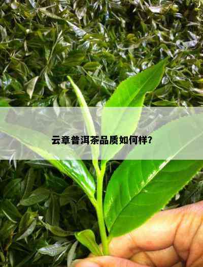 云章普洱茶品质如何样？