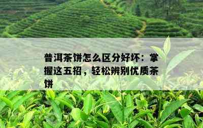 普洱茶饼怎么区分好坏：掌握这五招，轻松辨别优质茶饼