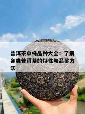 普洱茶单株品种大全：了解各类普洱茶的特性与品鉴方法