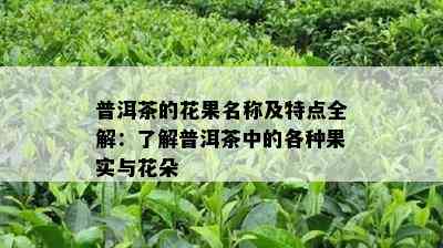 普洱茶的花果名称及特点全解：了解普洱茶中的各种果实与花朵