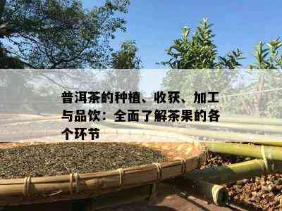 普洱茶的种植、收获、加工与品饮：全面了解茶果的各个环节