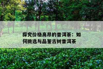 探究价格高昂的普洱茶：如何挑选与品鉴古树普洱茶