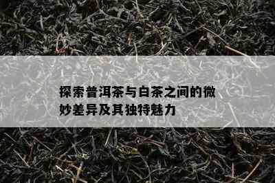 探索普洱茶与白茶之间的微妙差异及其独特魅力