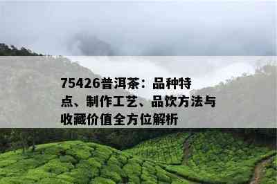 75426普洱茶：品种特点、制作工艺、品饮方法与收藏价值全方位解析