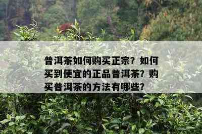 普洱茶如何购买正宗？如何买到便宜的正品普洱茶？购买普洱茶的方法有哪些？