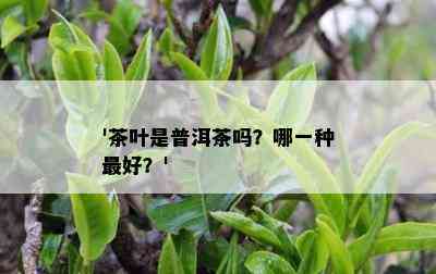 '茶叶是普洱茶吗？哪一种更好？'