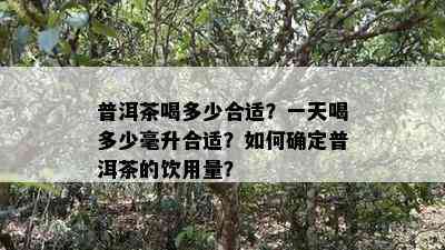 普洱茶喝多少合适？一天喝多少毫升合适？如何确定普洱茶的饮用量？