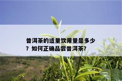 普洱茶的适量饮用量是多少？如何正确品尝普洱茶？