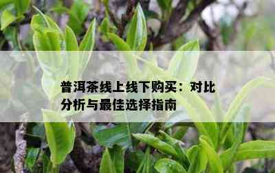 普洱茶线上线下购买：对比分析与更佳选择指南