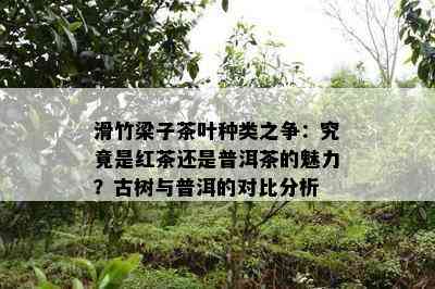 滑竹梁子茶叶种类之争：究竟是红茶还是普洱茶的魅力？古树与普洱的对比分析