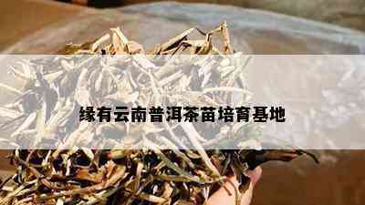 缘有云南普洱茶苗培育基地