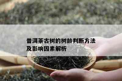 普洱茶古树的树龄判断方法及影响因素解析