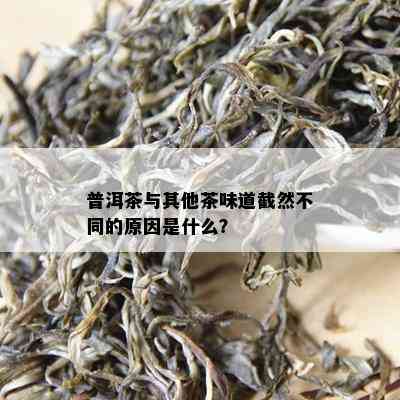 普洱茶与其他茶味道截然不同的原因是什么？