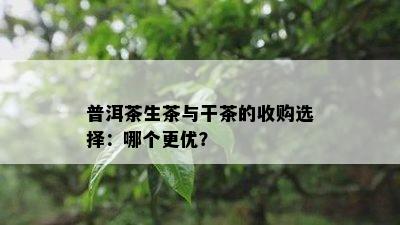 普洱茶生茶与干茶的收购选择：哪个更优？