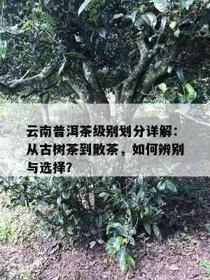 云南普洱茶级别划分详解：从古树茶到散茶，如何辨别与选择？