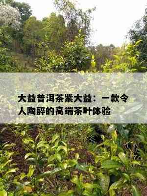 大益普洱茶紫大益：一款令人陶醉的高端茶叶体验