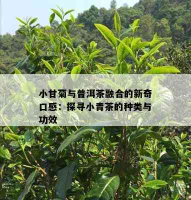 小甘菊与普洱茶融合的新奇口感：探寻小青茶的种类与功效