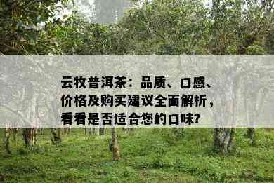 云牧普洱茶：品质、口感、价格及购买建议全面解析，看看是否适合您的口味？