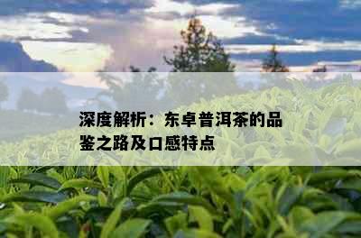 深度解析：东卓普洱茶的品鉴之路及口感特点