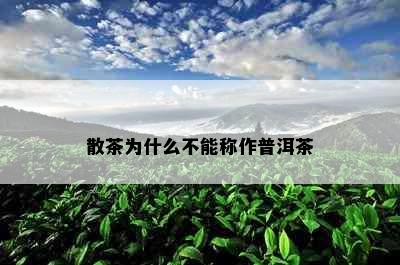 散茶为什么不能称作普洱茶