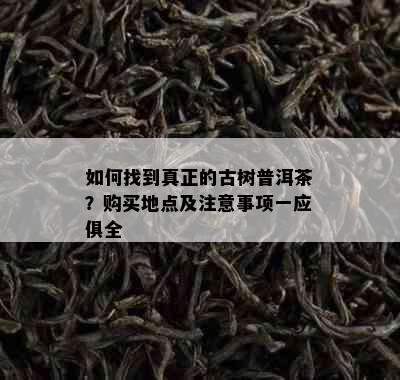 如何找到真正的古树普洱茶？购买地点及注意事项一应俱全