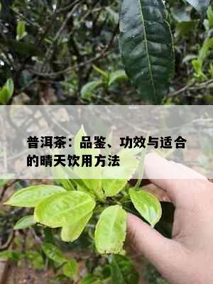 普洱茶：品鉴、功效与适合的晴天饮用方法