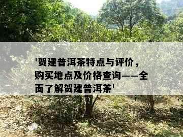 '贺建普洱茶特点与评价，购买地点及价格查询——全面了解贺建普洱茶'