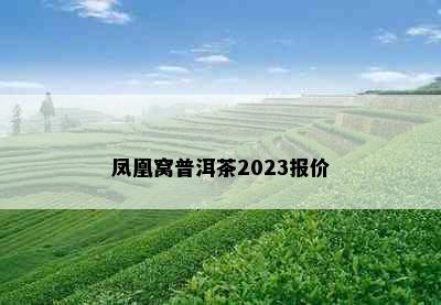 凤凰窝普洱茶2023报价