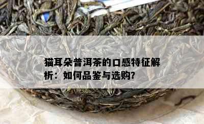 猫耳朵普洱茶的口感特征解析：如何品鉴与选购？