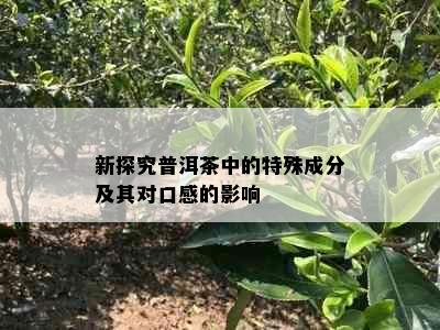 新探究普洱茶中的特殊成分及其对口感的影响