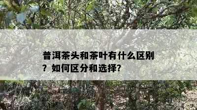 普洱茶头和茶叶有什么区别？如何区分和选择？