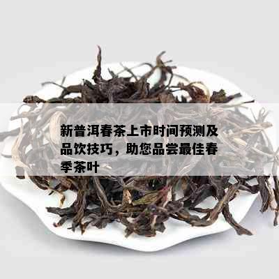 新普洱春茶上市时间预测及品饮技巧，助您品尝更佳春季茶叶