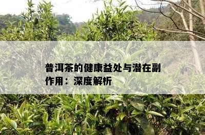 普洱茶的健康益处与潜在副作用：深度解析