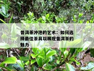 普洱茶冲泡的艺术：如何选择更佳茶具以展现普洱茶的魅力