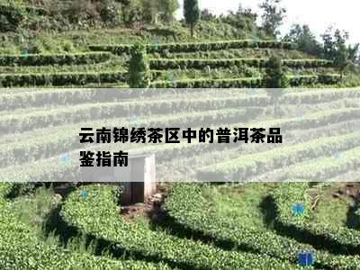 云南锦绣茶区中的普洱茶品鉴指南