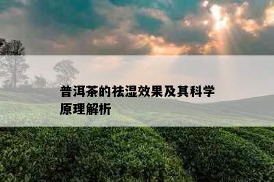 普洱茶的祛湿效果及其科学原理解析