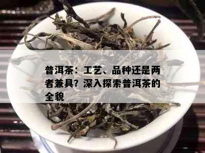 普洱茶：工艺、品种还是两者兼具？深入探索普洱茶的全貌