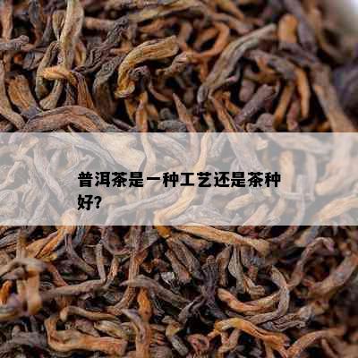 普洱茶是一种工艺还是茶种好？