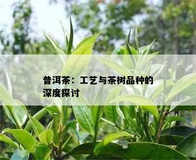 普洱茶：工艺与茶树品种的深度探讨