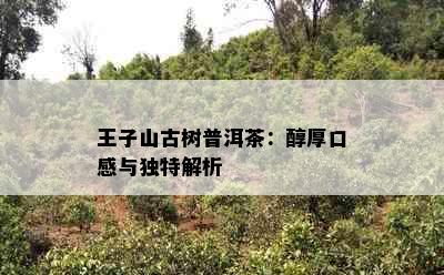 王子山古树普洱茶：醇厚口感与独特解析