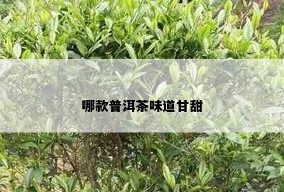 哪款普洱茶味道甘甜