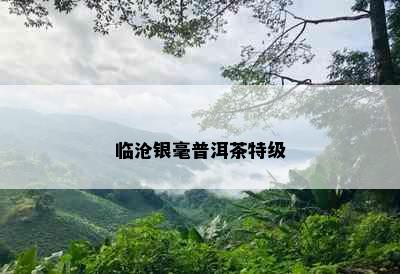 临沧银毫普洱茶特级