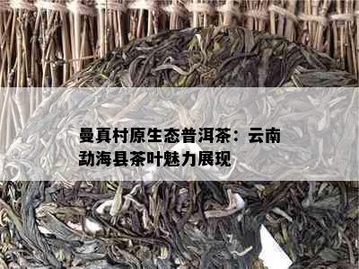 曼真村原生态普洱茶：云南勐海县茶叶魅力展现