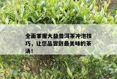 全面掌握大益普洱茶冲泡技巧，让您品尝到最美味的茶汤！