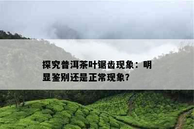 探究普洱茶叶锯齿现象：明显鉴别还是正常现象？