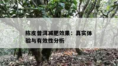 陈皮普洱减肥效果：真实体验与有效性分析