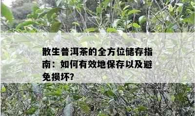 散生普洱茶的全方位储存指南：如何有效地保存以及避免损坏？